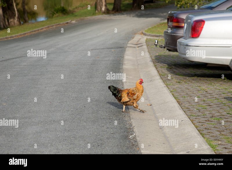 Guide to chicken road gokspel
